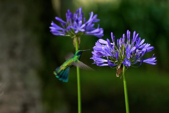 Blumen